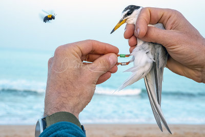 Little Tern (Sternula albifrons) with Carpenter Bee_La Somone Estuary (Senegal)