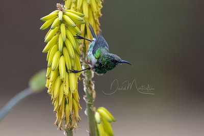 Beautiful Sunbird (Cinnyris pulchellus)_La Somone (Senegal)