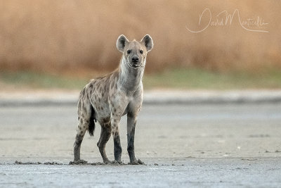 Spotted Hyena (Crocuta crocuta)_south of La Somone (Senegal)