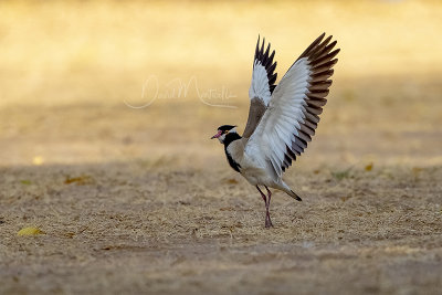 Black-headed Lapwing (Vanellus tectus)_Golf de Saly_Saly (Senegal)