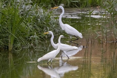 Great, intermediate and Little Egrets (Egretta alba, intermedia, garzetta)_Golf de Saly_Saly (Senegal)