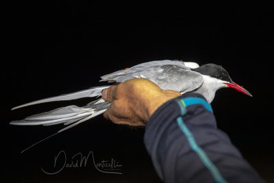 Common Tern (Sterna hirundo)_La Somone Estuary (Senegal)