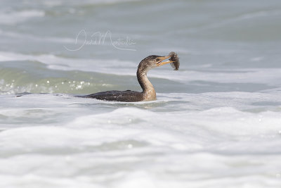 Long-tailed Cormorant (Microcarbo africanus)_La Somone (Senegal)