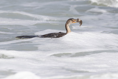 Long-tailed Cormorant (Microcarbo africanus)_La Somone (Senegal)