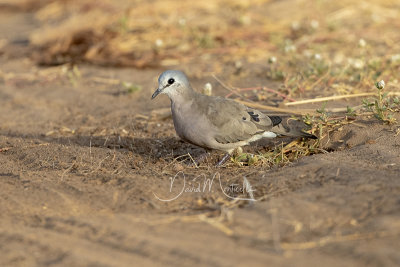 Black-billed Wood Dove (Turtur abyssinicus)_La Somone (Senegal)