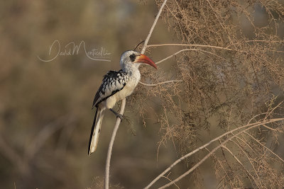 Western Red-billed Hornbill (Tockus kempi)_La Somone (Senegal)