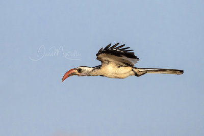 Western Red-billed Hornbill (Tockus kempi)_La Somone (Senegal)