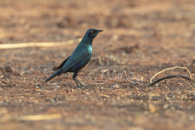 Greater Blue-eared Starling (Lamprotornis chalybaeus)_La Somone (Senegal)