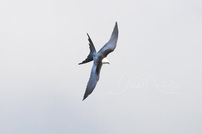 Swallow-tailed Kite (Elanoides forficatus)_Urzelina (Sao Jorge)