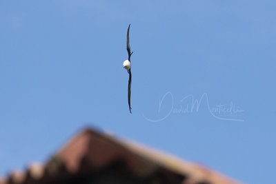 Swallow-tailed Kite (Elanoides forficatus)_Urzelina (Sao Jorge)