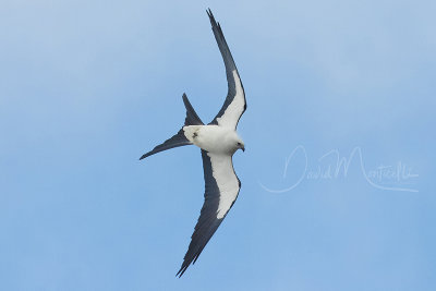 Swallow-tailed Kite (Elanoides forficatus)_Urzelina (Sao Jorge)