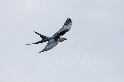 Swallow-tailed Kite (Elanoides forficatus)_Urzelina (Sao Jorge)