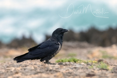 Pied Crow (Corvus albus)(immature)_Mogadishu (Benadir Regional Administration)