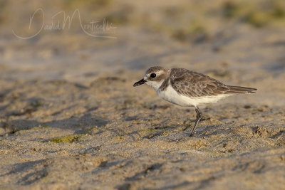 Lesser Sand Plover (Charadrius mongolus pamirensis)_Mogadishu (Benadir Regional Administration)