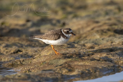 Common Ringed Plover (Charadrius hiaticula)_Mogadishu (Benadir Regional Administration)