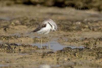 Common Greenshank (Tringa nebularia)_Mogadishu (Benadir Regional Administration)