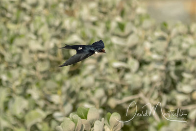 Ethiopian Swallow (Hirundo aethiopica)_Mogadishu (Benadir Regional Administration)