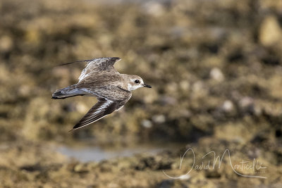 Lesser Sand Plover (Charadrius mongolus pamirensis)_Mogadishu (Benadir Regional Administration)