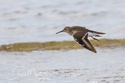 Common Sandpiper (Actitis hypoleucos)_Mogadishu (Benadir Regional Administration)