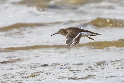 Common Sandpiper (Actitis hypoleucos)_Mogadishu (Benadir Regional Administration)