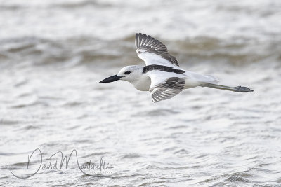 Crab Plover (Dromas ardeola)_Mogadishu (Benadir Regional Administration)