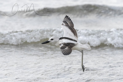 Crab Plover (Dromas ardeola)_Mogadishu (Benadir Regional Administration)