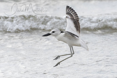 Crab Plover (Dromas ardeola)_Mogadishu (Benadir Regional Administration)