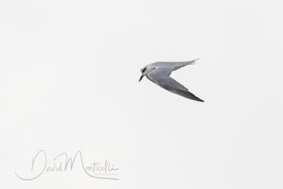 Gull-billed Tern (Gelochelidon nilotica)_Mogadishu (Benadir Regional Administration)