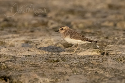 Caspian Plover (Charadrius asiaticus)_Mogadishu (Benadir Regional Administration)