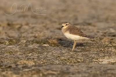 Caspian Plover (Charadrius asiaticus)_Mogadishu (Benadir Regional Administration)