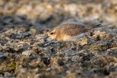 Caspian Plover (Charadrius asiaticus)_Mogadishu (Benadir Regional Administration)