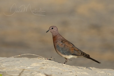 Laughing Dove (Streptopelia senegalensis)_Mogadishu (Benadir Regional Administration)