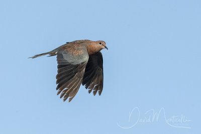 Laughing Dove (Streptopelia senegalensis)_Mogadishu (Benadir Regional Administration)