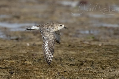 Grey Plover (Pluvialis squatarola)_Mogadishu (Benadir Regional Administration)