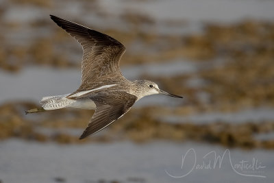 Common Greenshank (Tringa nebularia)_Mogadishu (Benadir Regional Administration)