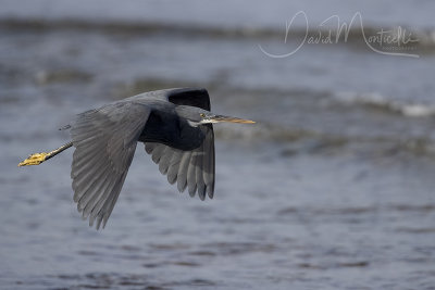 Western Reef Egret (Egretta gularis)_Mogadishu (Benadir Regional Administration)