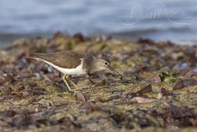 Common Sandpiper (Actitis hypoleucos)_Mogadishu (Benadir Regional Administration)