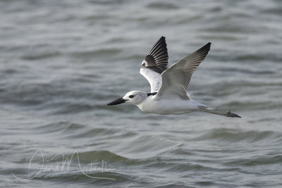 Crab Plover (Dromas ardeola)_Mogadishu (Benadir Regional Administration)