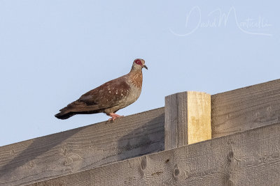 Speckled Pigeon (Columba guinea)_Mogadishu (Benadir Regional Administration)