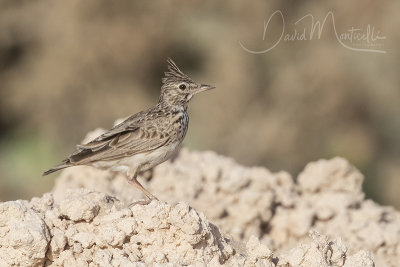 Crested Lark (Galerida cristata)_Mogadishu (Benadir Regional Administration)