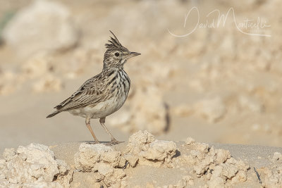 Crested Lark (Galerida cristata)_Mogadishu (Benadir Regional Administration)