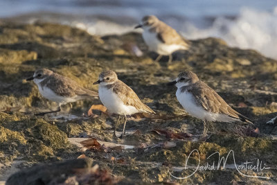 Lesser & Greater Sand Plovers (Charadrius mongolus pamirensis & C. l. columbinus)_Mogadishu (Benadir Regional Administration)