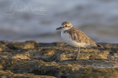 Greater Sand Plover (Charadrius leschenaultii columbinus)_Mogadishu (Benadir Regional Administration)