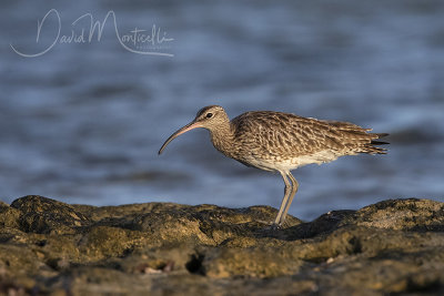 Whimbrel (Numenius phaeopus)_Mogadishu (Benadir Regional Administration)