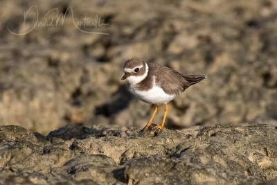 Common Ringed Plover (Charadrius hiaticula)_Mogadishu (Benadir Regional Administration)