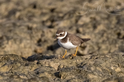 Common Ringed Plover (Charadrius hiaticula)_Mogadishu (Benadir Regional Administration)