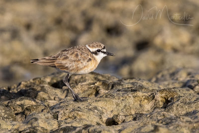 Kittlitz's Plover (Charadrius pecuarius)_Mogadishu (Benadir Regional Administration)