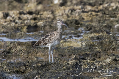 Whimbrel (Numenius phaeopus)_Mogadishu (Benadir Regional Administration)