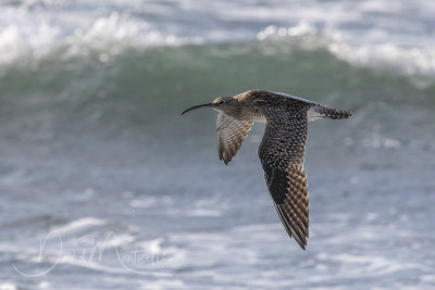 Whimbrel (Numenius phaeopus)_Mogadishu (Benadir Regional Administration)