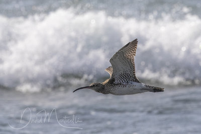 Whimbrel (Numenius phaeopus)_Mogadishu (Benadir Regional Administration)